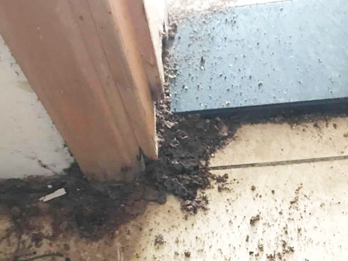 门框被白蚁吃的