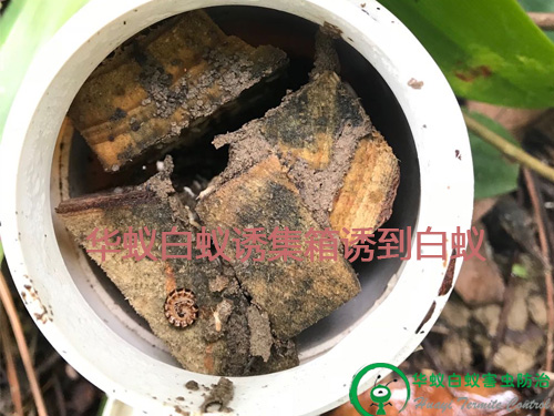 樟木头小区白蚁防治