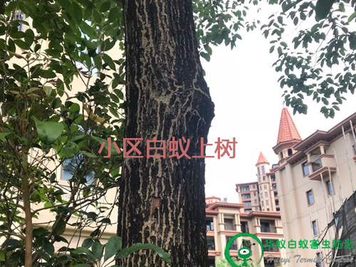 樟木头小区白蚁灭治
