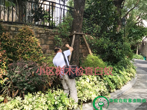 东莞白蚁预防