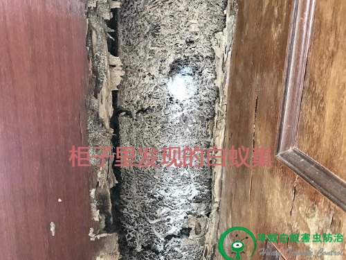 东莞白蚁巢灭治