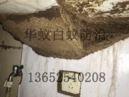 蚂蚁巢