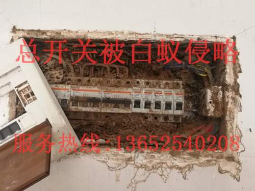 白蚁侵略开关